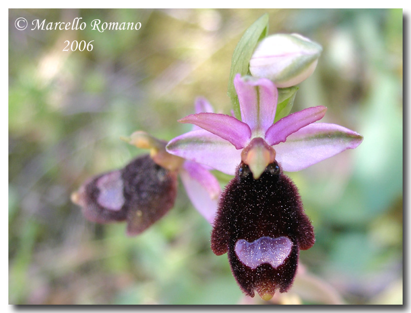 Ophrys bertolonii